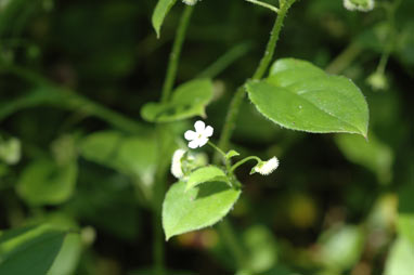 APII jpeg image of Austrocynoglossum latifolium  © contact APII