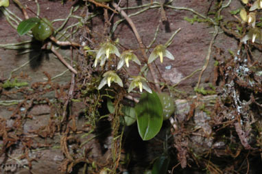 APII jpeg image of Bulbophyllum  © contact APII