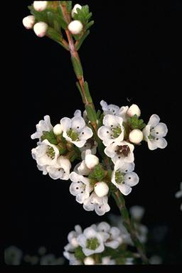 APII jpeg image of Micromyrtus ciliata  © contact APII