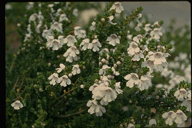 APII jpeg image of Prostanthera cuneata  © contact APII