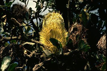 APII jpeg image of Banksia aemula  © contact APII