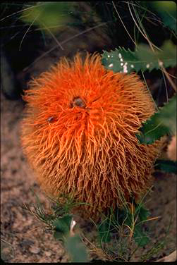 APII jpeg image of Banksia baueri  © contact APII