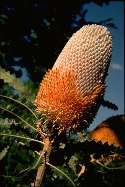 APII jpeg image of Banksia prionotes  © contact APII