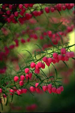 APII jpeg image of Boronia heterophylla  © contact APII