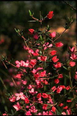 APII jpeg image of Boronia ledifolia  © contact APII