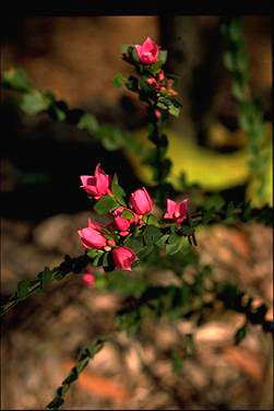 APII jpeg image of Boronia serrulata  © contact APII