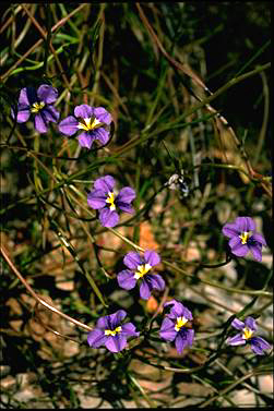 APII jpeg image of Dampiera caerulea  © contact APII