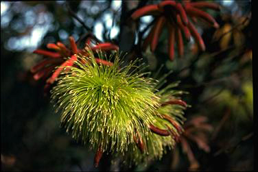 APII jpeg image of Eucalyptus lehmannii  © contact APII