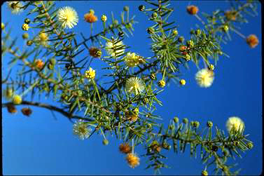 APII jpeg image of Acacia ulicifolia  © contact APII