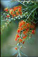 Callistemon brachyandrous - click for larger image