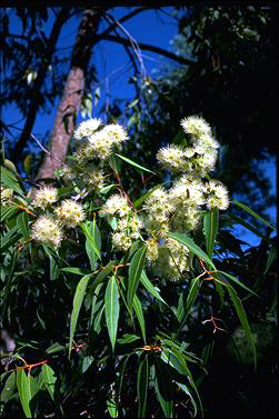 APII jpeg image of Corymbia gummifera  © contact APII