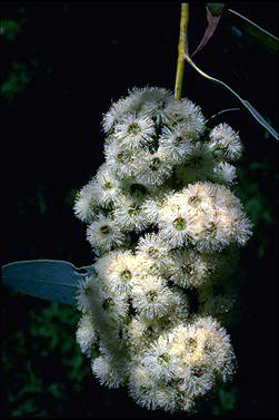 APII jpeg image of Eucalyptus luehmanniana  © contact APII