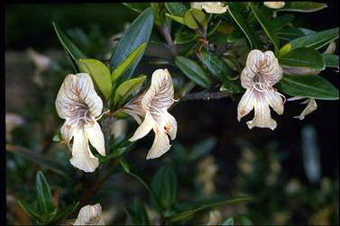 APII jpeg image of Prostanthera monticola  © contact APII