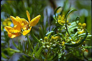 APII jpeg image of Senna aciphylla  © contact APII