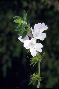 APII jpeg image of Westringia glabra  © contact APII