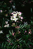 Boronia muelleri 'Sunset Serenade' - click for larger image