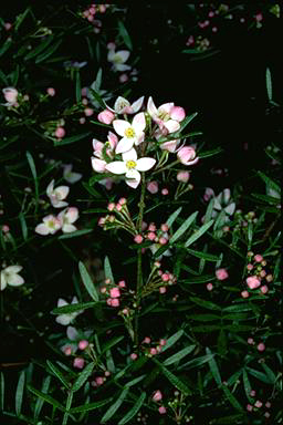 APII jpeg image of Boronia muelleri 'Sunset Serenade'  © contact APII