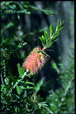 APII jpeg image of Callistemon 'Country Sprite'  © contact APII