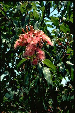 APII jpeg image of Corymbia 'Summer Beauty'  © contact APII