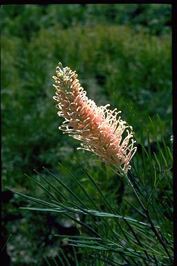 APII jpeg image of Grevillea 'Flamingo'  © contact APII