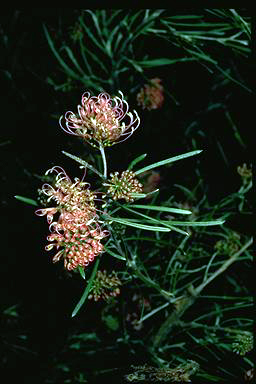 APII jpeg image of Grevillea 'Frosty Pink'  © contact APII