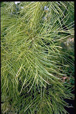 APII jpeg image of Grevillea 'Honey Wonder'  © contact APII