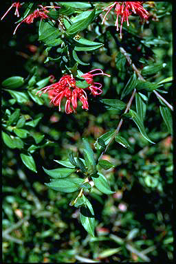 APII jpeg image of Grevillea 'Splenda'  © contact APII