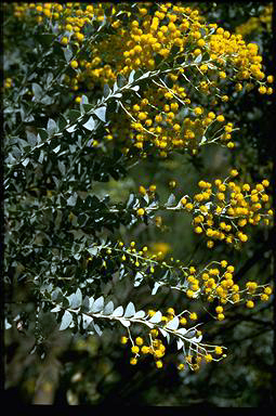 APII jpeg image of Acacia cultriformis  © contact APII