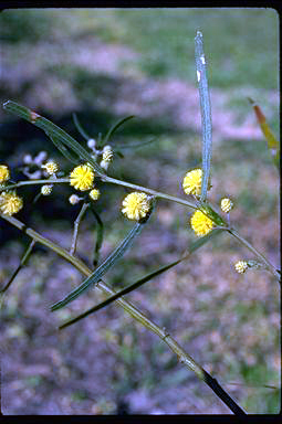 APII jpeg image of Acacia leprosa  © contact APII