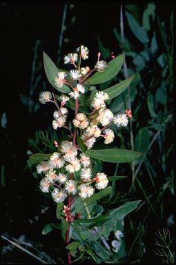 APII jpeg image of Acacia myrtifolia  © contact APII