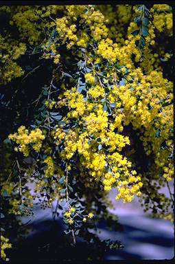 APII jpeg image of Acacia pravissima  © contact APII