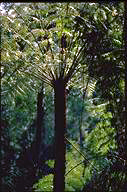 Photo of Cyathea australia - click for more