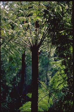 APII jpeg image of Cyathea australis  © contact APII