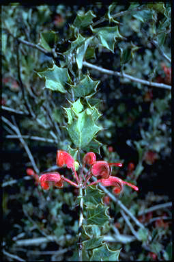 APII jpeg image of Grevillea pilosa subsp. pilosa  © contact APII