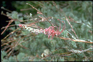 APII jpeg image of Grevillea thyrsoides subsp. pustulata  © contact APII