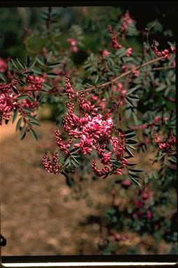 APII jpeg image of Indigofera australis var. australis  © contact APII