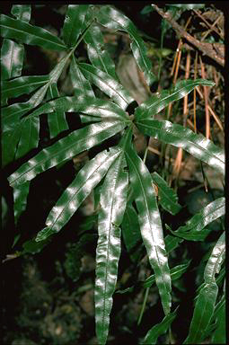 APII jpeg image of Pteris umbrosa  © contact APII