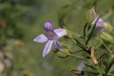 APII jpeg image of Eremophila goodwinii  © contact APII