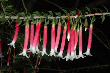 APII jpeg image of Epacris longiflora  © contact APII