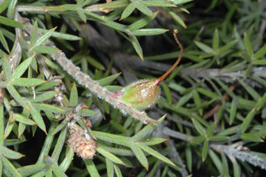 APII jpeg image of Grevillea neorigida subsp. neorigida  © contact APII