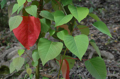 APII jpeg image of Homalanthus populifolius  © contact APII