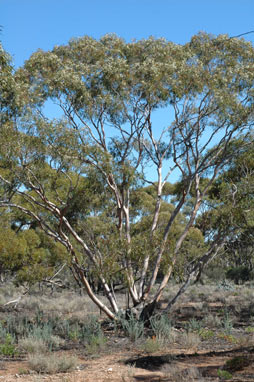 APII jpeg image of Eucalyptus socialis  © contact APII