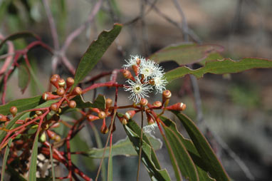 APII jpeg image of Eucalyptus socialis  © contact APII