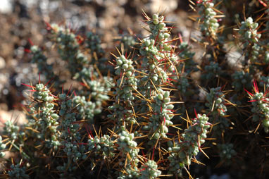 APII jpeg image of Sclerolaena brevifolia  © contact APII