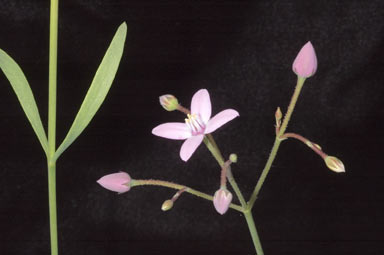 APII jpeg image of Boronia dichotoma  © contact APII