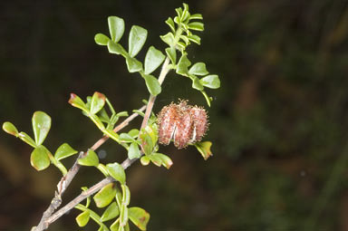 APII jpeg image of Dodonaea humilis  © contact APII