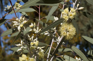 APII jpeg image of Eucalyptus socialis subsp. socialis  © contact APII