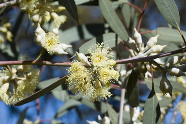 APII jpeg image of Eucalyptus socialis subsp. socialis  © contact APII