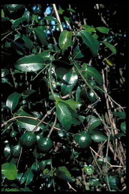 APII jpeg image of Capparis nobilis  © contact APII