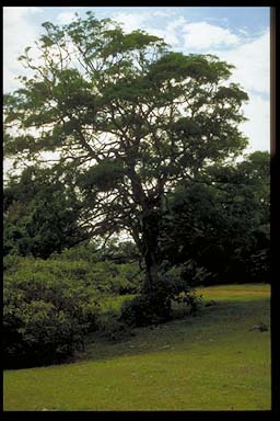 APII jpeg image of Celtis paniculata  © contact APII